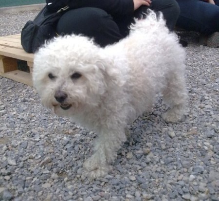 Bichon Závod pri Fackarni - PSÍK JE UŽ DOMA